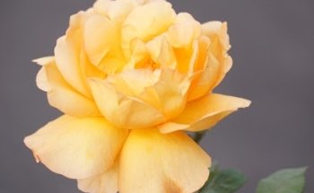 Manuel González Fotografia