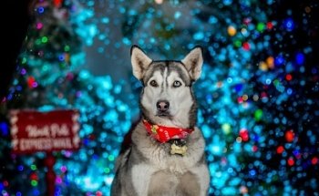 cHiNo. Graphics Fotografía